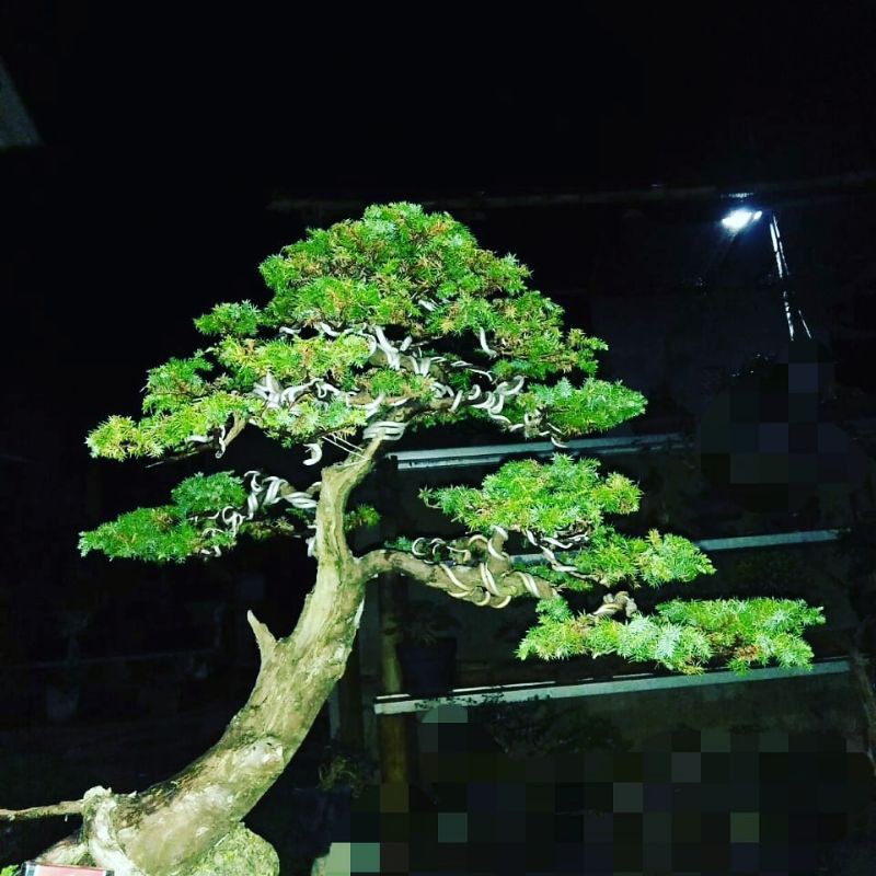 bonsai cemara duri medium