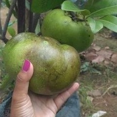 

BUAH BLACK SAPOTE BUAH RASA PUDING COKLAT FREES PETIK DARI POHON