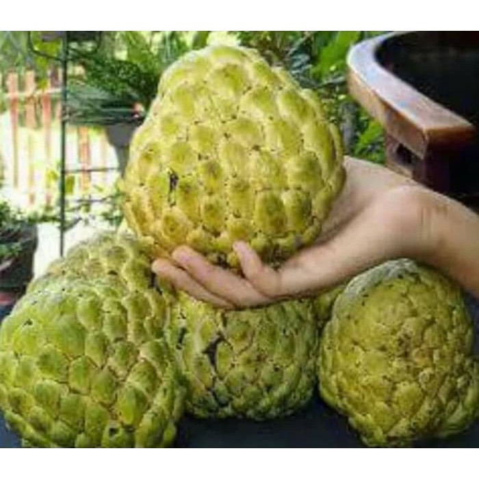 BIBIT POHON SRIKAYA JUMBO