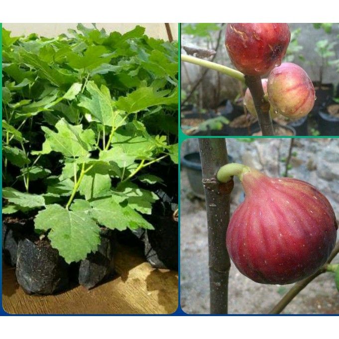 BIBIT BUAH TIN MERAH