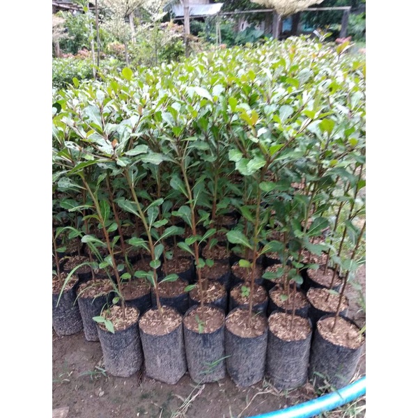 Bibit Tanaman Ketapang Kencana Varietas Unggul(beli 5 gratis 1)-1