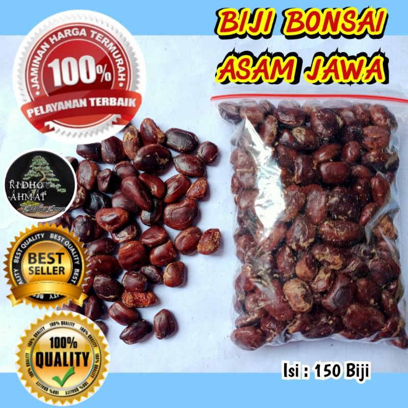 BIJI BONSAI ASAM JAWA KUALITAS SUPER SUDAH SORTIR