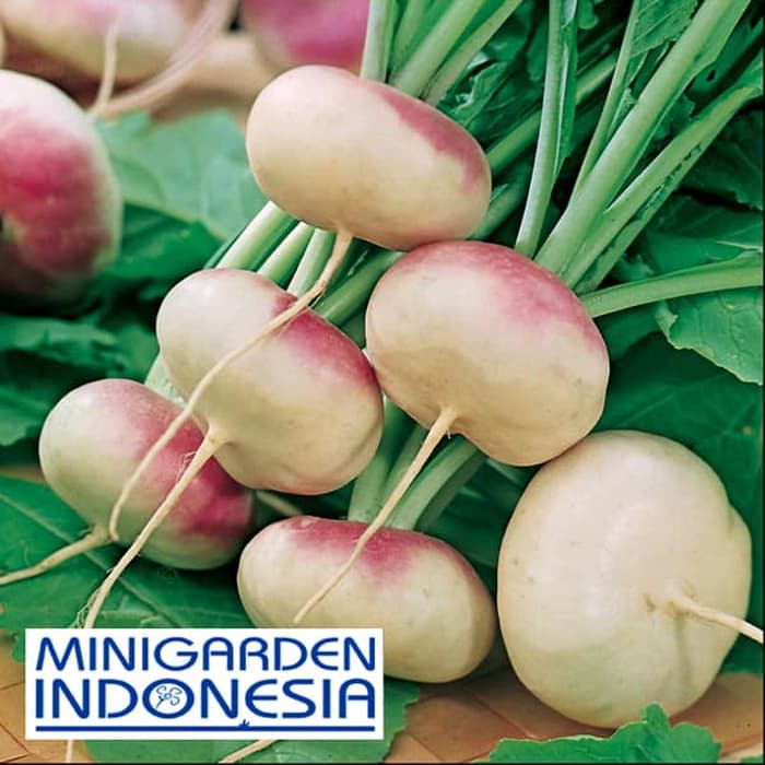 BENIH LOBAK TURNIP PURPLE TOP MILAN 10 BIJI bibit sayur buah lobak putih ungu import f1 Mr. Fothergills