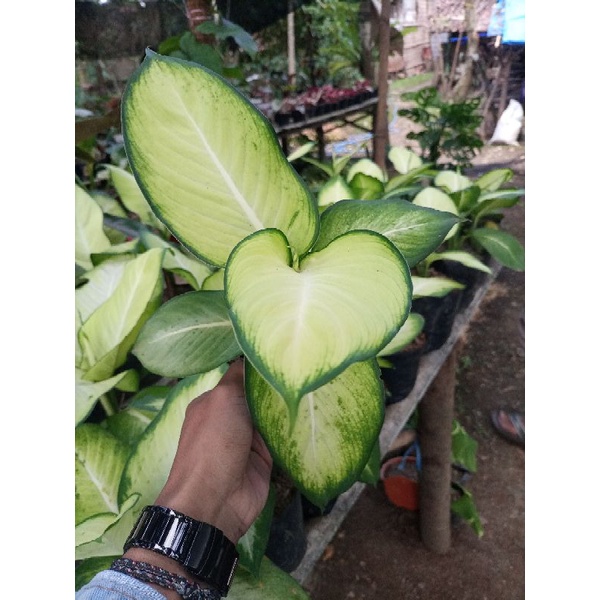 difen tisu golden | difen tisu bangkok