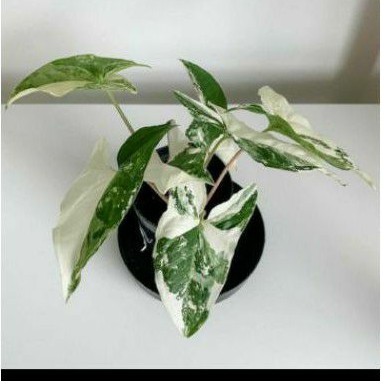 Syngonium varigata/Syngonium Albo