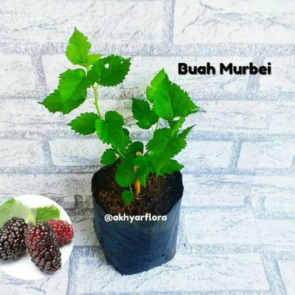 TERLARIS Tanaman Buah Murbei Bibit Buah Murbei Buah Besaran Murberry