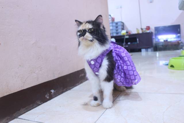 Dress satin renda ungu lucu untuk kucing dan anjing / baju kucing murah size S-XL