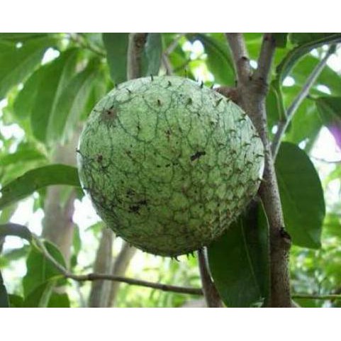 Biji Benih Bibit Buah Sirsak Kuning 8O