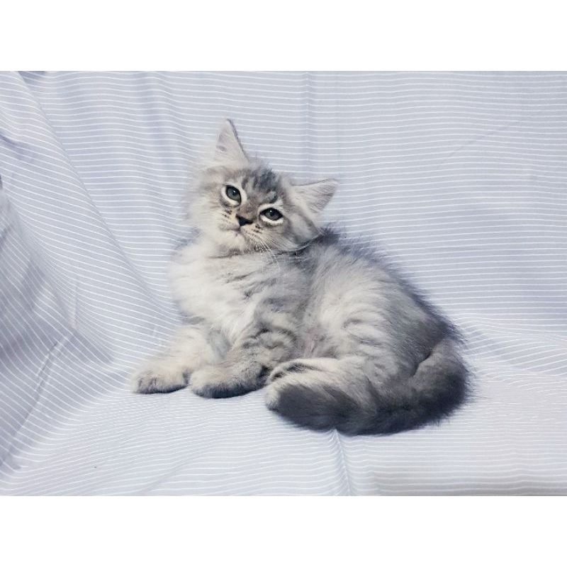 Kucing Persia Anggora 3 bulan Jantan Abu Hitam
