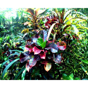 Tanaman Hias Daun Puring Sri Langka