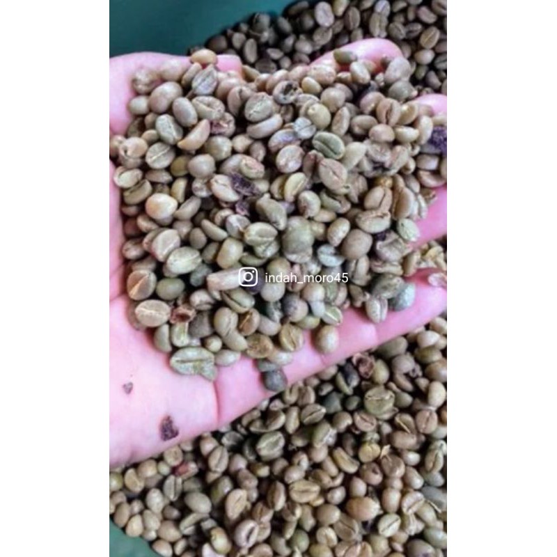 1.000 Butir Bibit Biji Kopi Arabika Ateng Super (Pucuk Hijau & Coklat