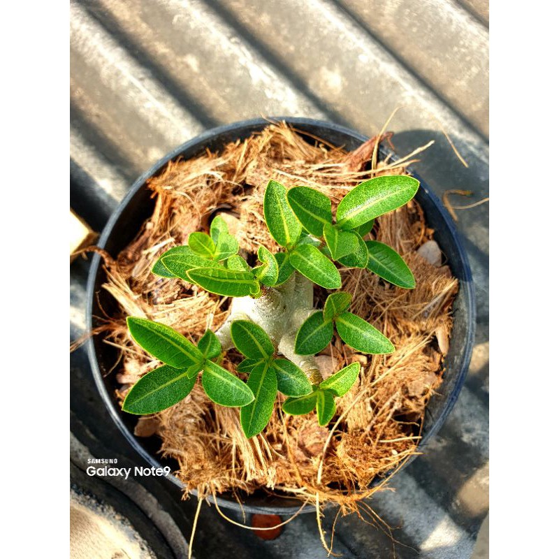 Kamboja Jepang / Adenium Karakter Godji X Emerald Tank (Prokar) Bukan Adenium Bunga Tumpuk