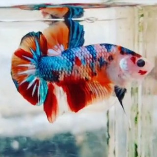Cupang Giant Multicolour Shopee Indonesia Cupang Giant Multicolour Shopee Indonesia