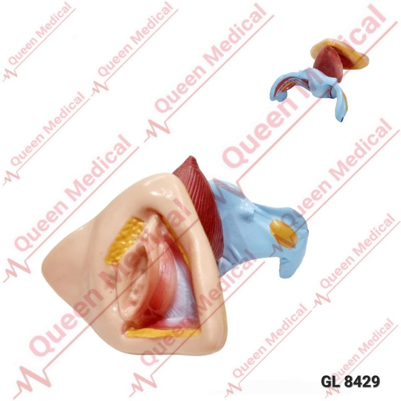 Alat Peraga/Model Organ Internal dan Eksternal Kelamin Wanita GL 8429