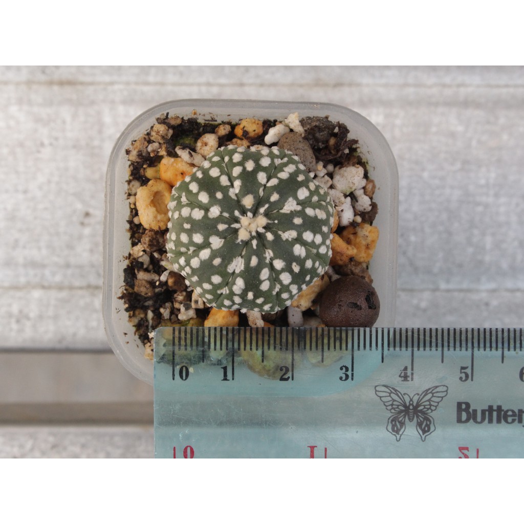 Astrophytum Asterias Super Kabuto - Type A
