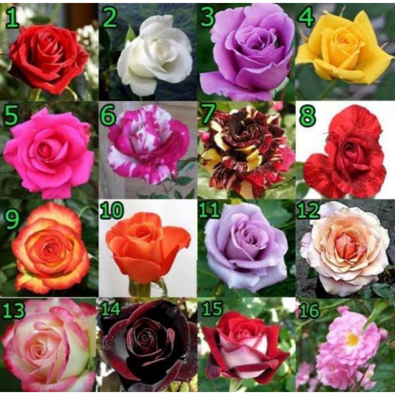 macam macam bunga mawar