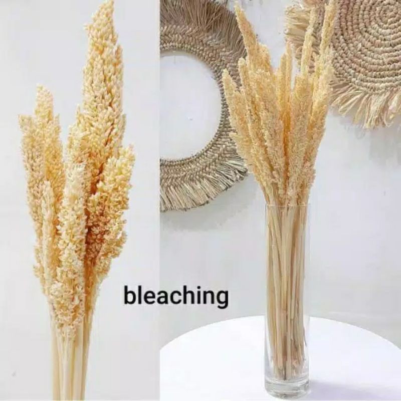 

bunga cantel/bunga kering