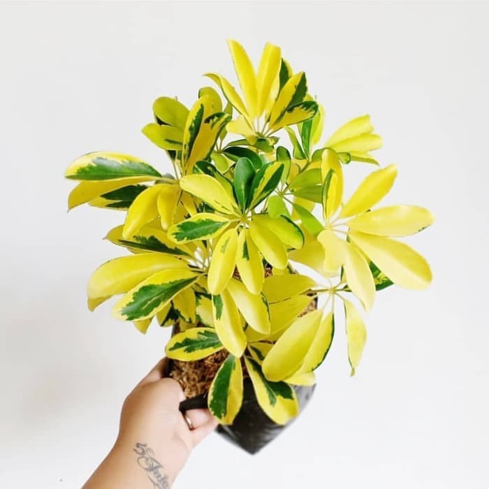 Tanaman hias wali songo - golden wali songo