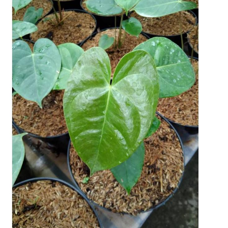 Topϟsale Anthurium andraeanum Anthurium Mickey mouse anthurium bunga merah