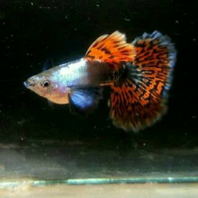paket 10 ekor Ikan Guppy Cendolan