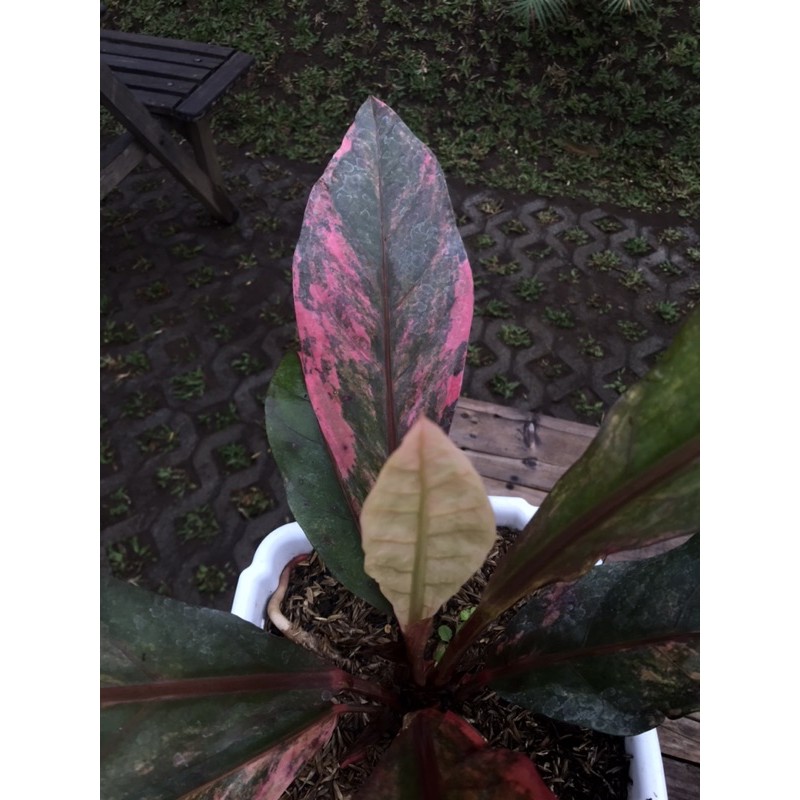 Anthurium Hookeri Pink - Neon Pink - Collector item