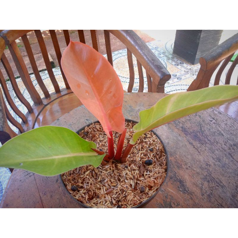 

PHILODENDRON ORANGE JUICE