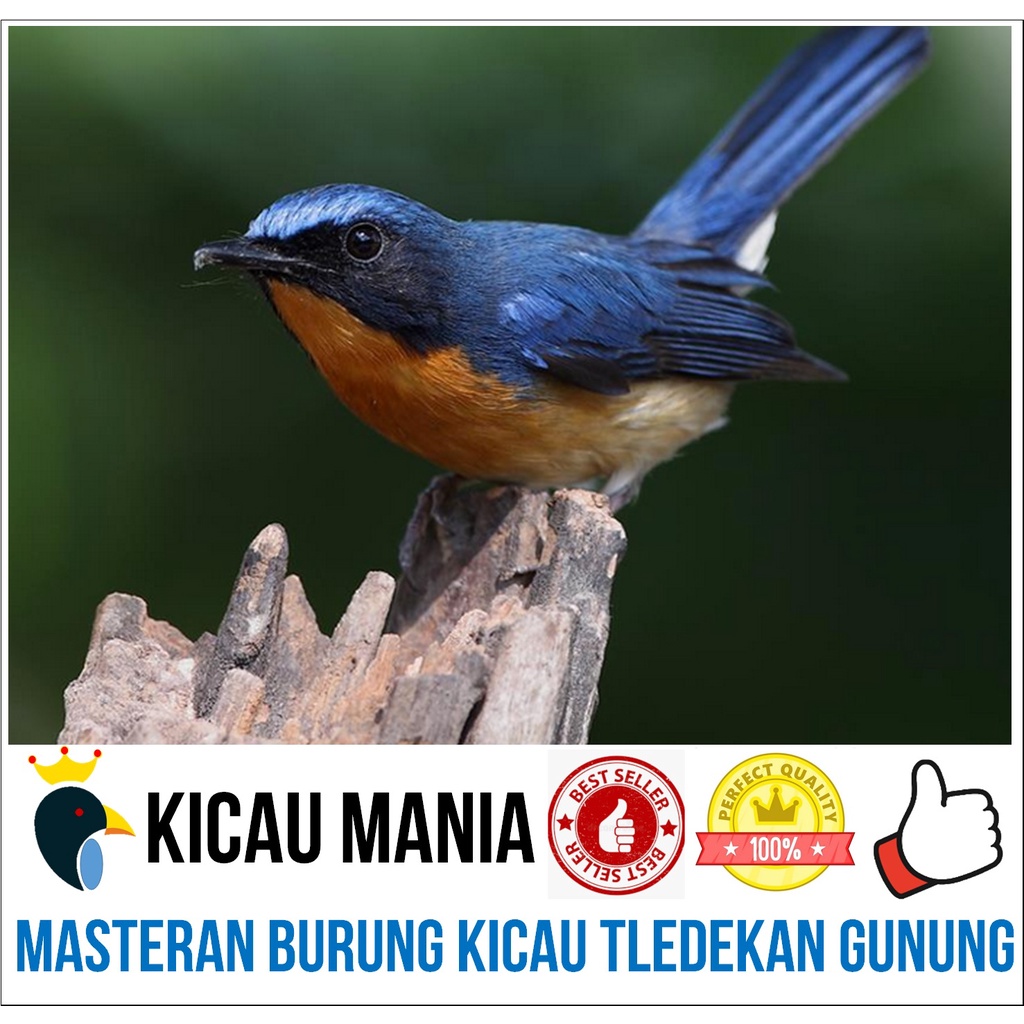 Masteran Burung Tledekan Gunung Sulingan Gacor