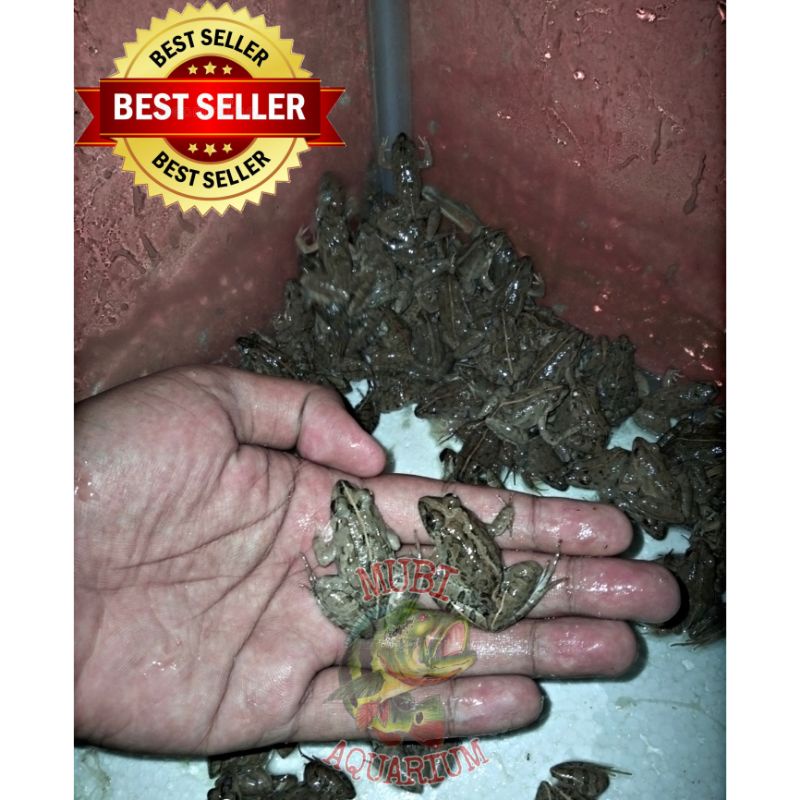 KODOK SAWAH - KODOK AIR - KODOK HIDUP - KATAK HIDUP - PAKAN ARWANA - PELET IKAN