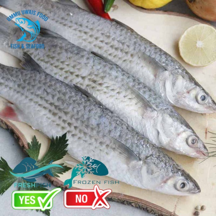 

Ikan Belanak / Kacang Kacang Segar - 1 Kilogram