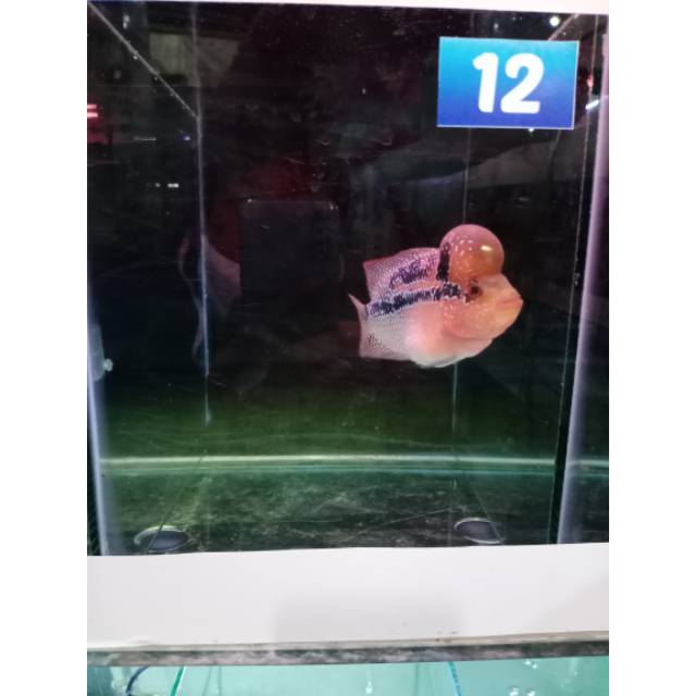 Ikan lohan srd 12 uk 08-10cm (3jari)