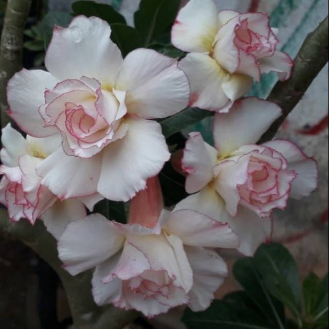 Kamboja tumpuk ID Candik Ayu