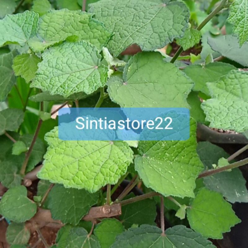 

Daun pulutan segar paket 500 gram