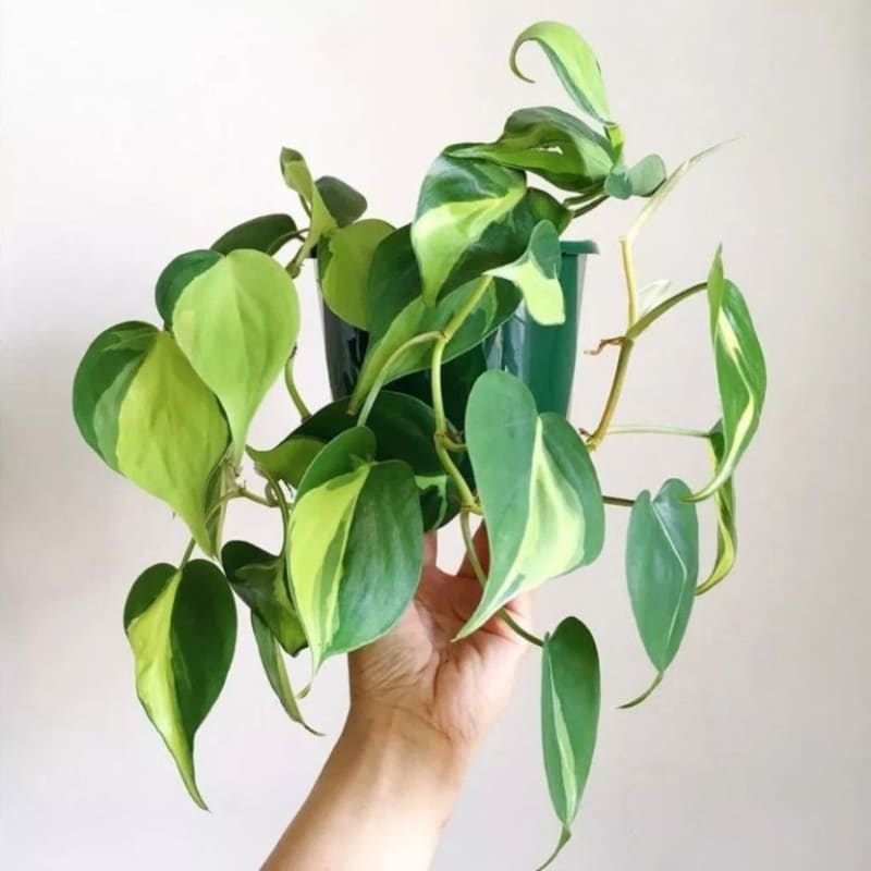 Tanaman Hias Philodendron Cordatum Brasil - Philo Brazil