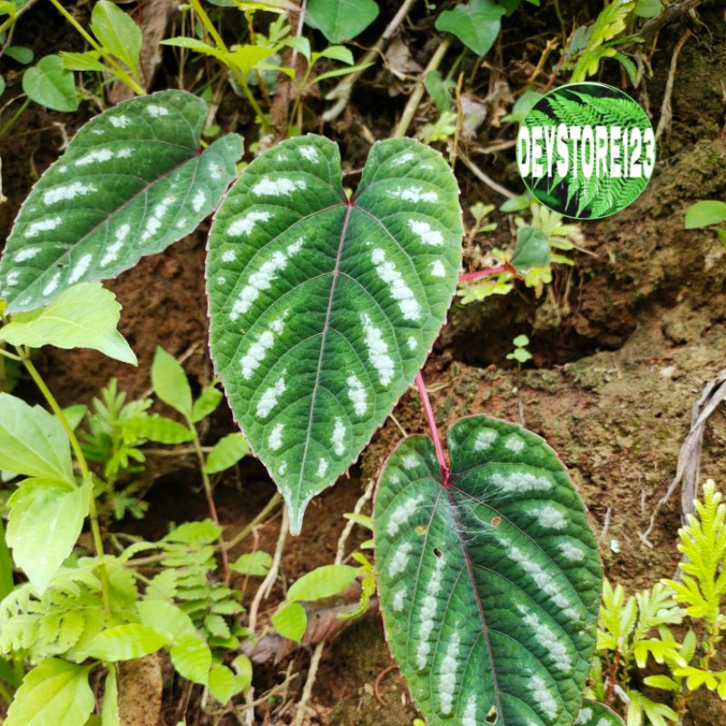 

Jual Daun Sirih keraton murah per 200 grm