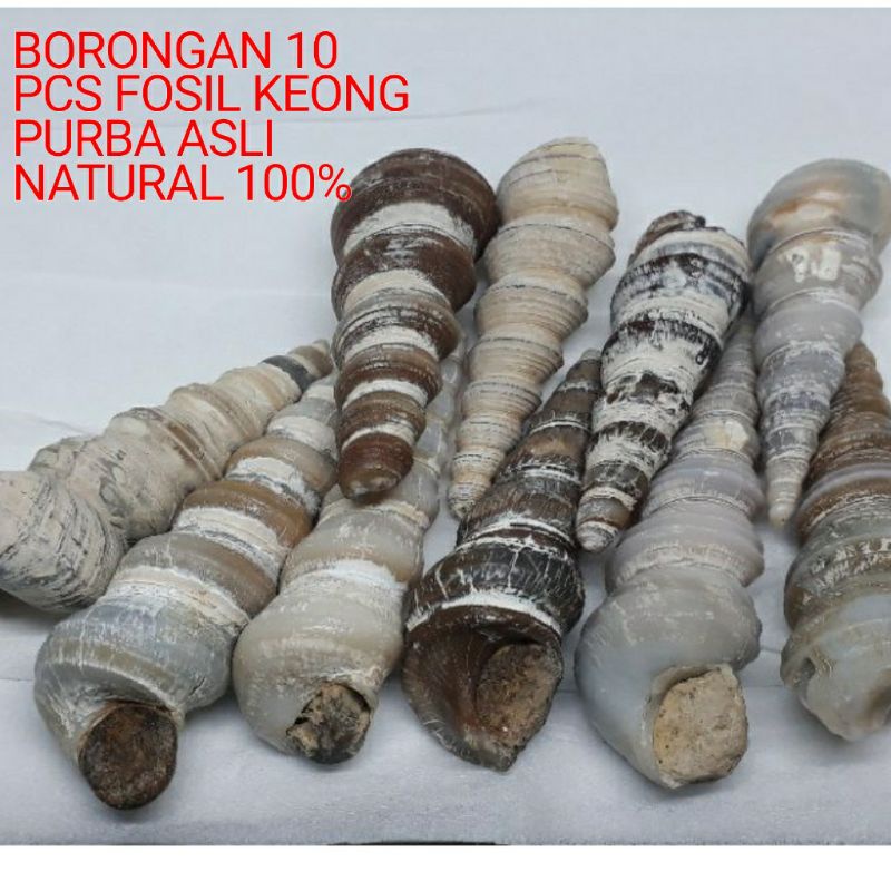 BORONGAN 10 PCS FOSIL KEONG PURBA NATURAL 100%