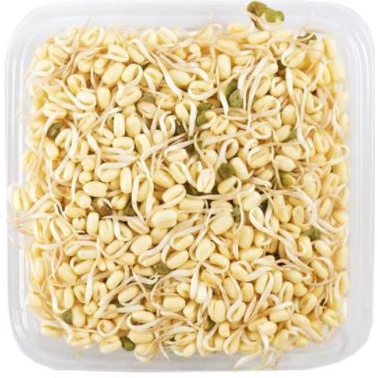 

Tauge Toge Pendek Murah Bandung