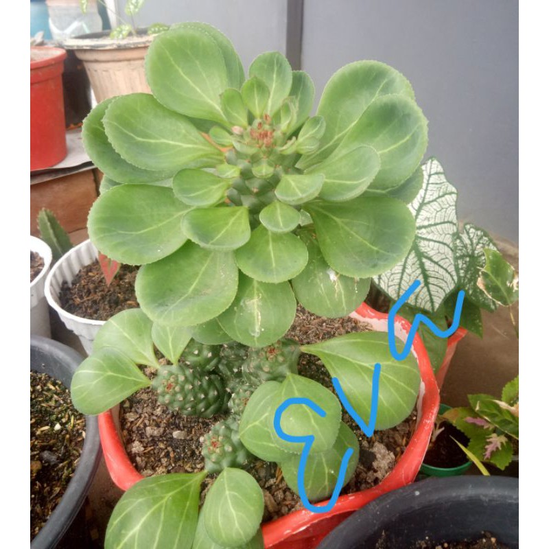 Kaktus euphorbia besar tinggi -/+ 30 cm sdh bercabang