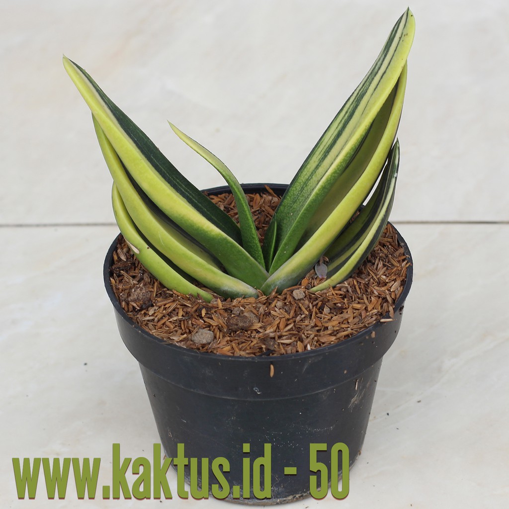 Kaktus Sukulen | 050. Gasteria Armstrongii Reverse Variegated