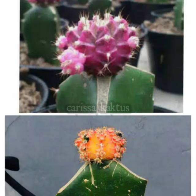 Kaktus Gymno mini +POT