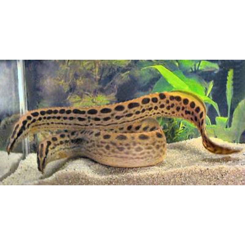 ikan alam Sili batik