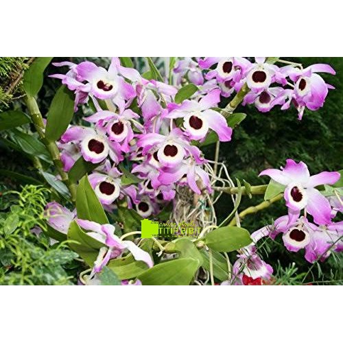 anggrek spesies dendrobium nobile