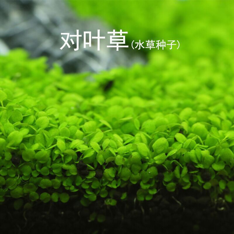 carpet seat small leaf bibit benih tanaman air aquascape aquarium / bibit benih small leaf aquascape / small leaf