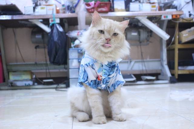 [Bahan adem] Baju pantai lucu warna biru untuk kucing dan anjing / baju kucing murah size S M L XL