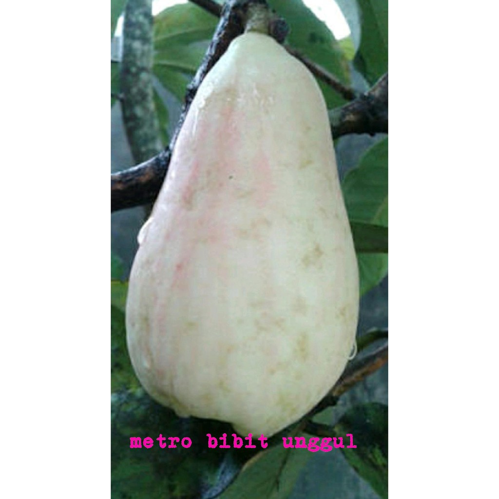 KW A1 BIBIT BUAH JAMBU BOL JAMAIKA PUTIH SUPER $_$