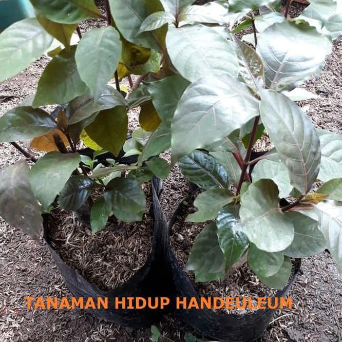 Tanaman Obat Ambeien Ambeyen Wasir Handeuleum Daun Ungu Daun Wungu Shopee Indonesia