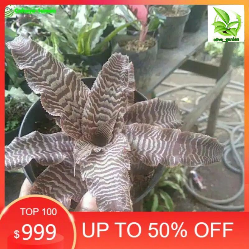 tanaman hias sansiveria tokek sansivera toke