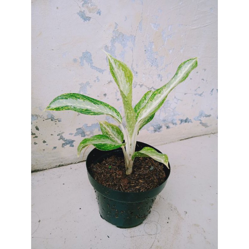 Aglonema Blanceng batang putih
