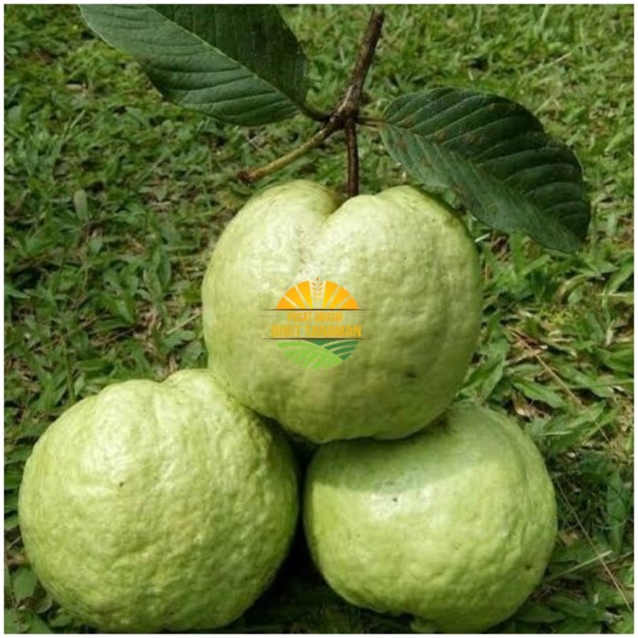 Bibit jambu kristal cangkok