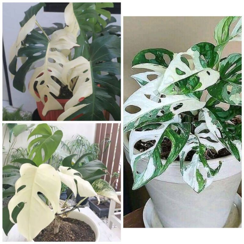 Paket 3 bonggol janda Bolong Varigata, Monstera king Varigata, Monstera king Varigata albino