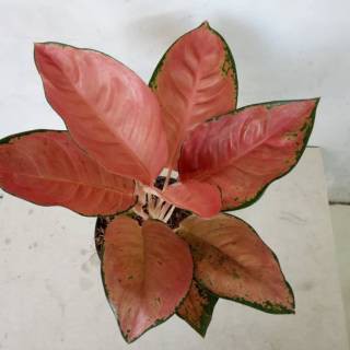 Aglonema Kocin Tembaga - Aglaonema Kocin Tembaga